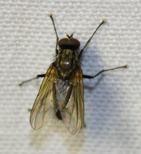 Fannia lustrator